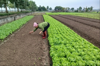 Nông dân Thái Bình phấn khởi sản xuất cây rau màu vụ xuân hè