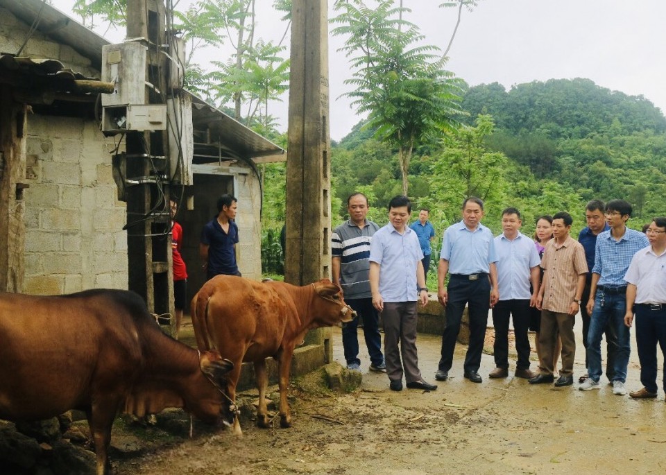 Dự án thụ tinh nhân tạo cho đàn bò mở ra triển vọng mới cho ngành chăn nuôi Cao Bằng