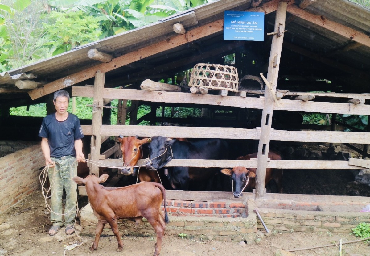 Dự án thụ tinh nhân tạo cho đàn bò mở ra triển vọng mới cho ngành chăn nuôi Cao Bằng