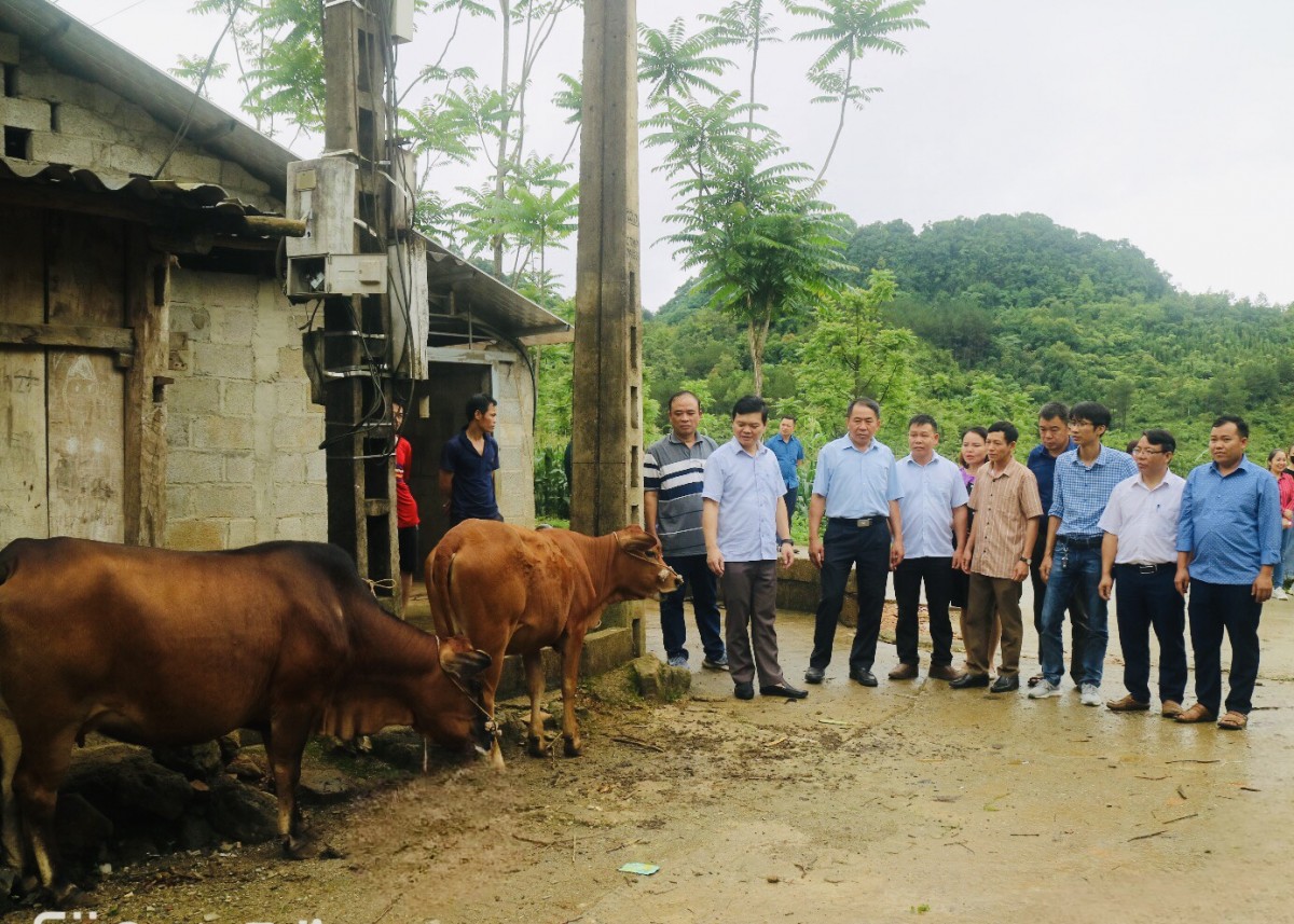 Dự án thụ tinh nhân tạo cho đàn bò mở ra triển vọng mới cho ngành chăn nuôi Cao Bằng