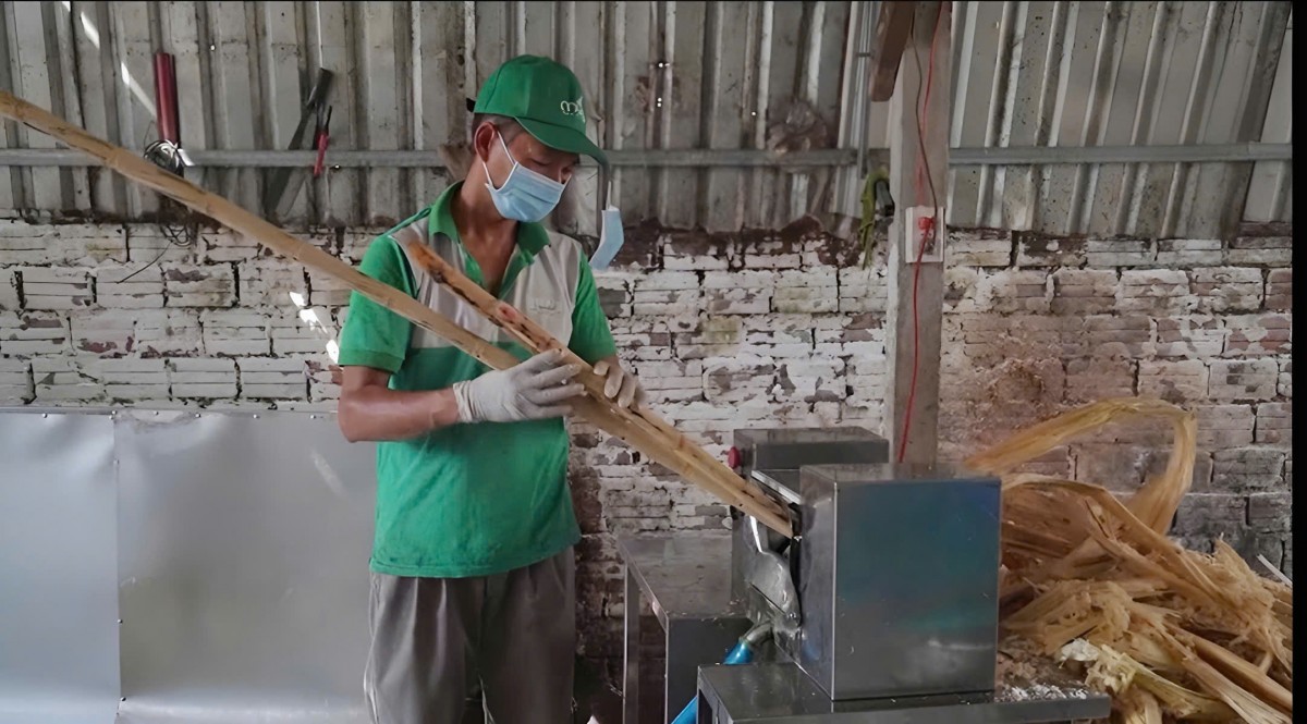 Nông dân Quảng Ngãi bền lòng giữ mía giữa thị trường lao đao