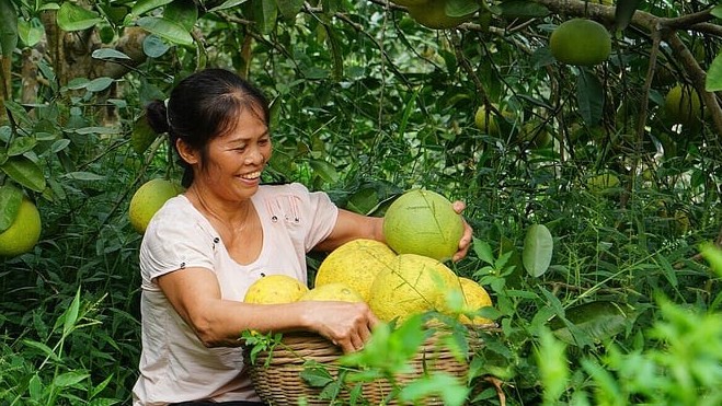 Bưởi Việt Nam chính thức bày bán tại siêu thị Lotte Mart Hàn Quốc