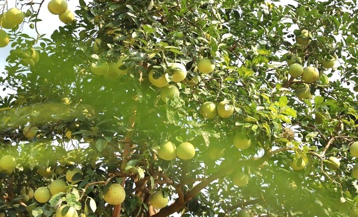 Bưởi Đoan Hùng, đặc sản nổi tiếng của vùng đất trung du