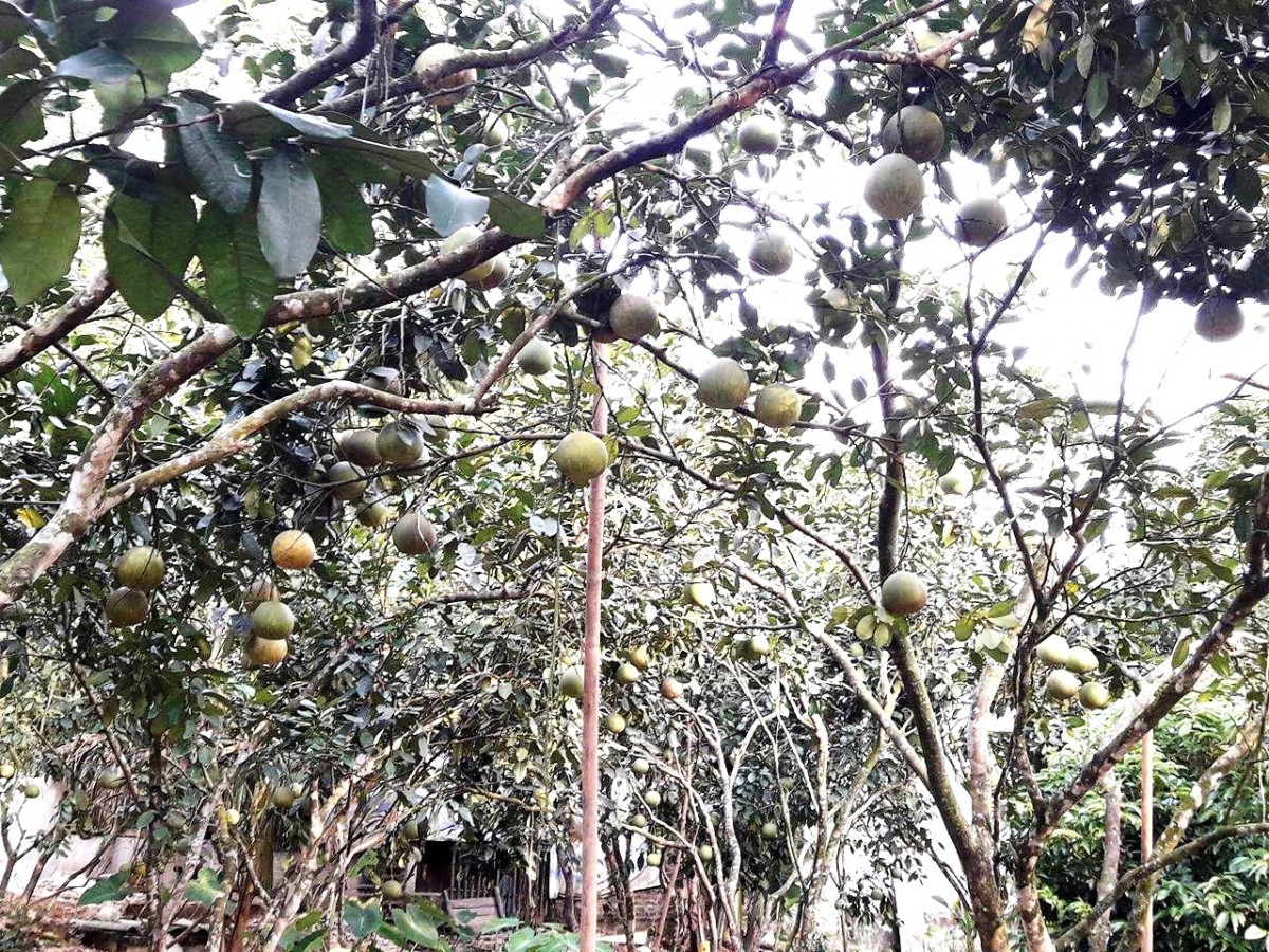 Bưởi Đoan Hùng, đặc sản nổi tiếng của vùng đất trung du