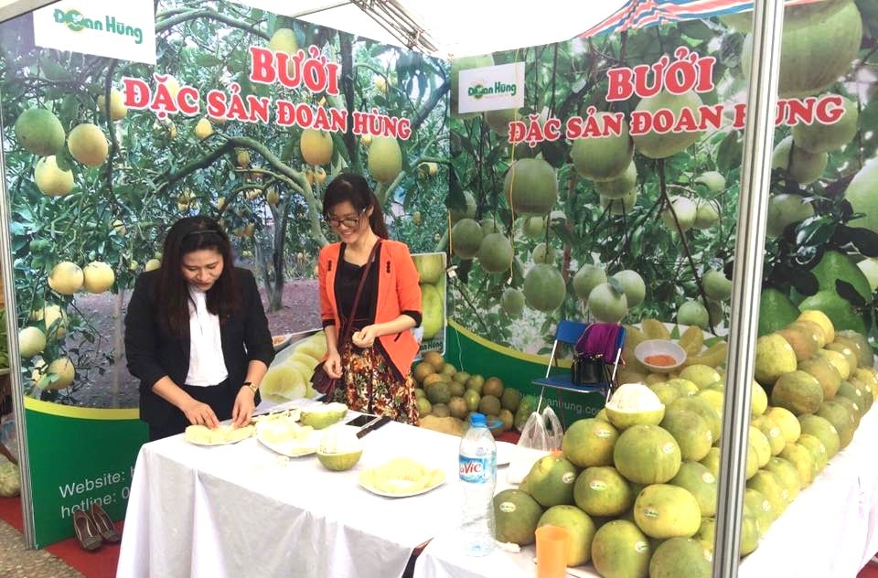 Bưởi Đoan Hùng, đặc sản nổi tiếng của vùng đất trung du