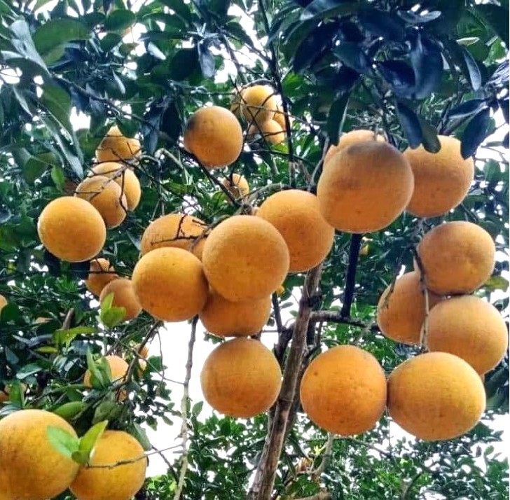 Bưởi Đoan Hùng, đặc sản nổi tiếng của vùng đất trung du