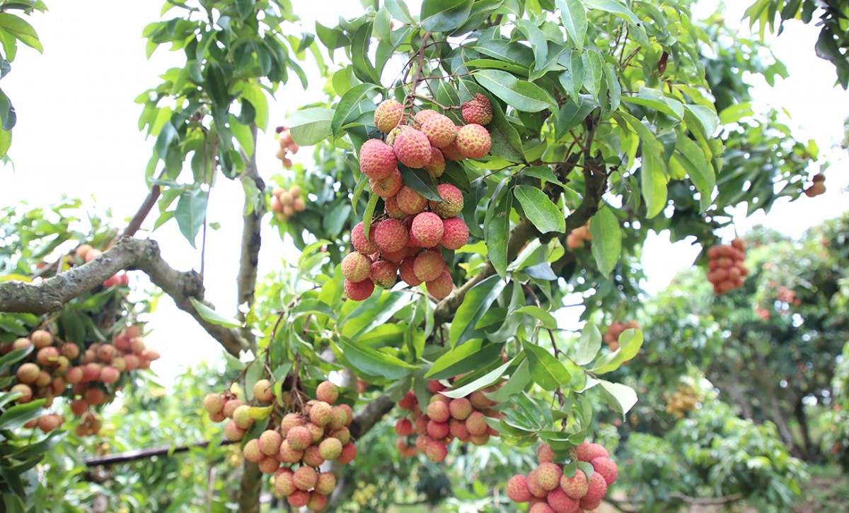 Ứng dụng công nghệ số mở rộng thị trường tiêu thụ vải thiều sớm
