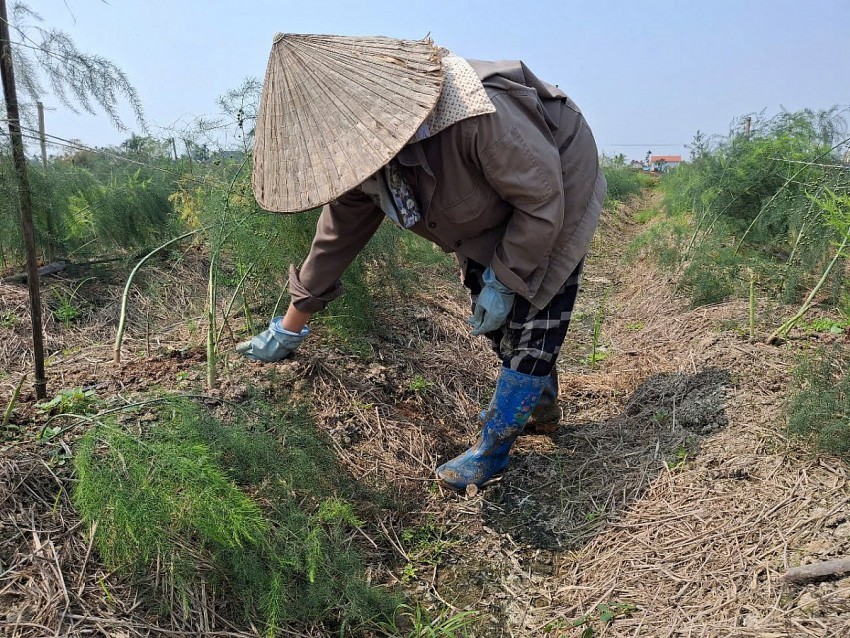 Trồng măng tây xanh, người nông dân bỏ túi hàng tỷ đồng mỗi năm