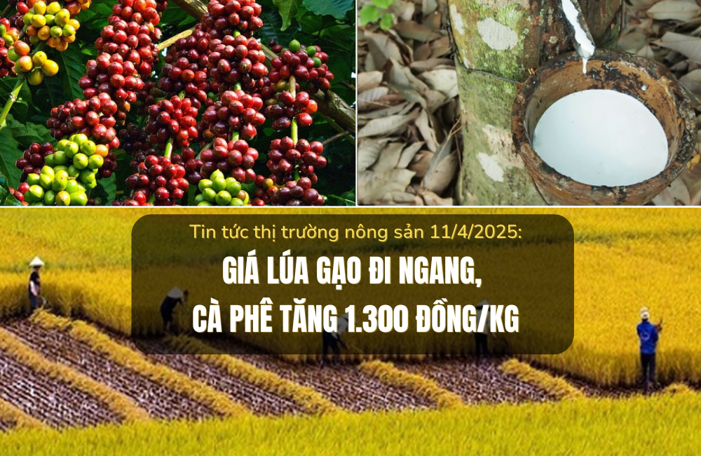 Tin tức thị trường nông sản 11/4/2025: Giá lúa gạo đi ngang, cà phê tăng 1.300 đồng/kg