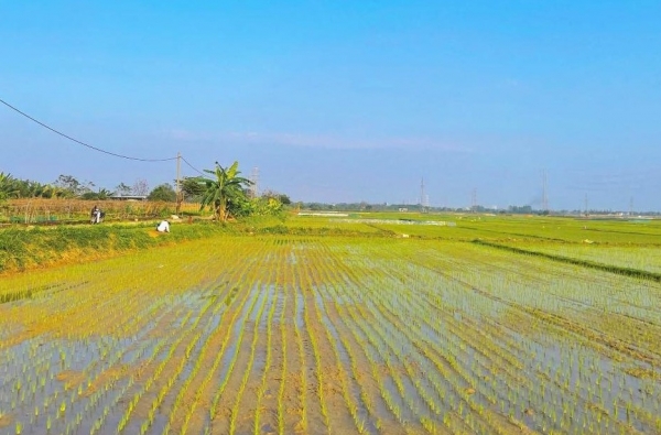 Hợp tác xã Hòa Tiến 1 đạt danh hiệu Ngôi sao Hợp tác xã 2025