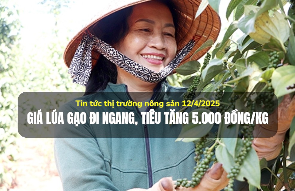 Tin tức thị trường nông sản 12/4/2025: Giá lúa gạo đi ngang, tiêu tăng 5.000 đồng/kg