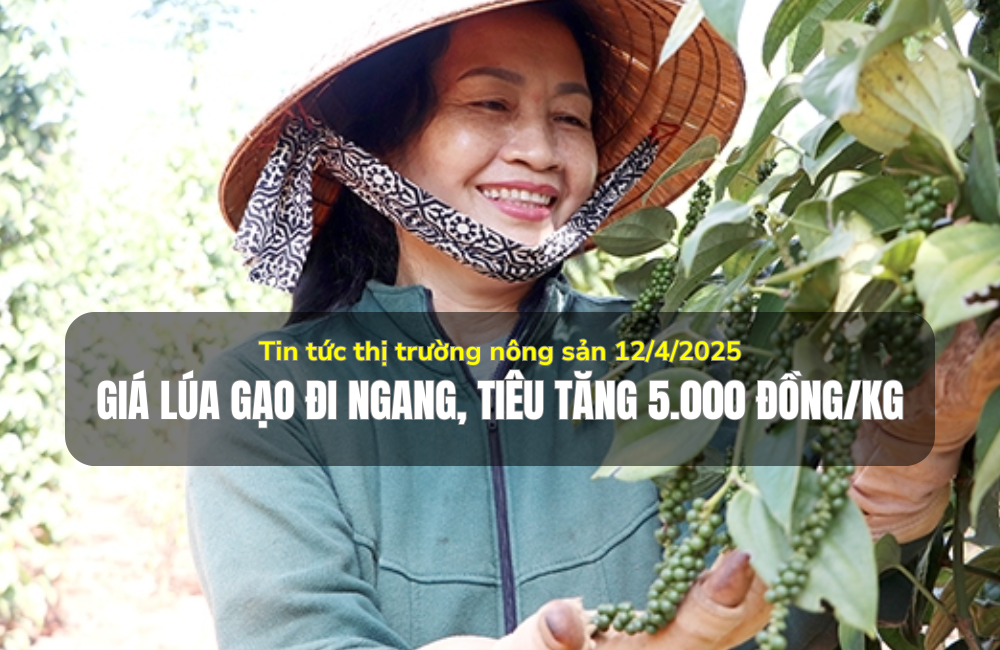 Tin tức thị trường nông sản 12/4/2025: Giá lúa gạo đi ngang, tiêu tăng 5.000 đồng/kg