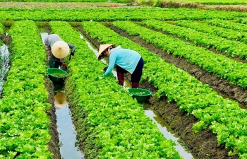 Vượt qua thách thức để phát triển nông nghiệp hữu cơ