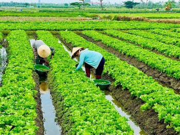 Vượt qua thách thức để phát triển nông nghiệp hữu cơ