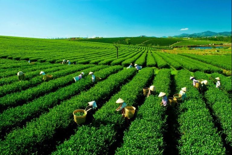 Thái Nguyên dự kiến cấp mã số vùng trồng cho 3.000ha cây trồng