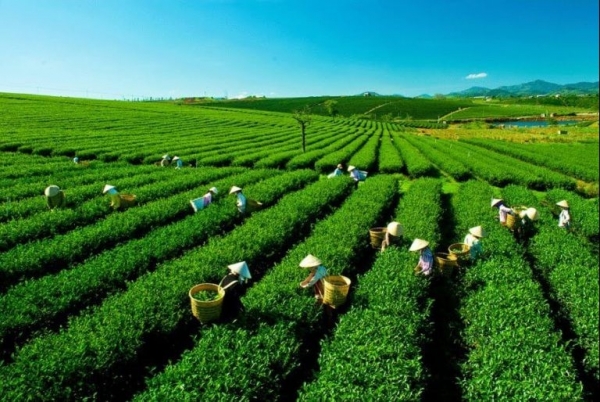 Thái Nguyên dự kiến cấp mã số vùng trồng cho 3.000ha cây trồng