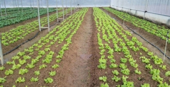 KonTum: Đẩy mạnh, phát triển rau xứ lạnh