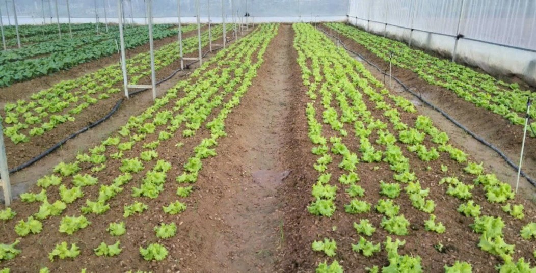 KonTum: Đẩy mạnh, phát triển rau xứ lạnh
