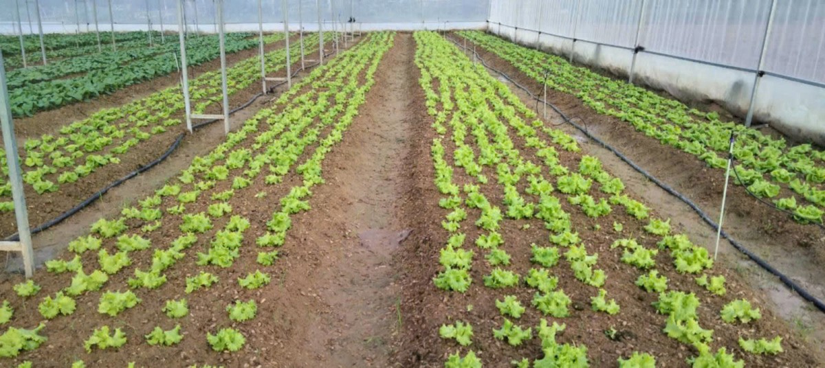 KonTum: Đẩy mạnh, phát triển rau xứ lạnh