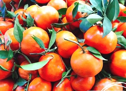 Cam Canh, một loại trái cây đặc sản xứ Đoài