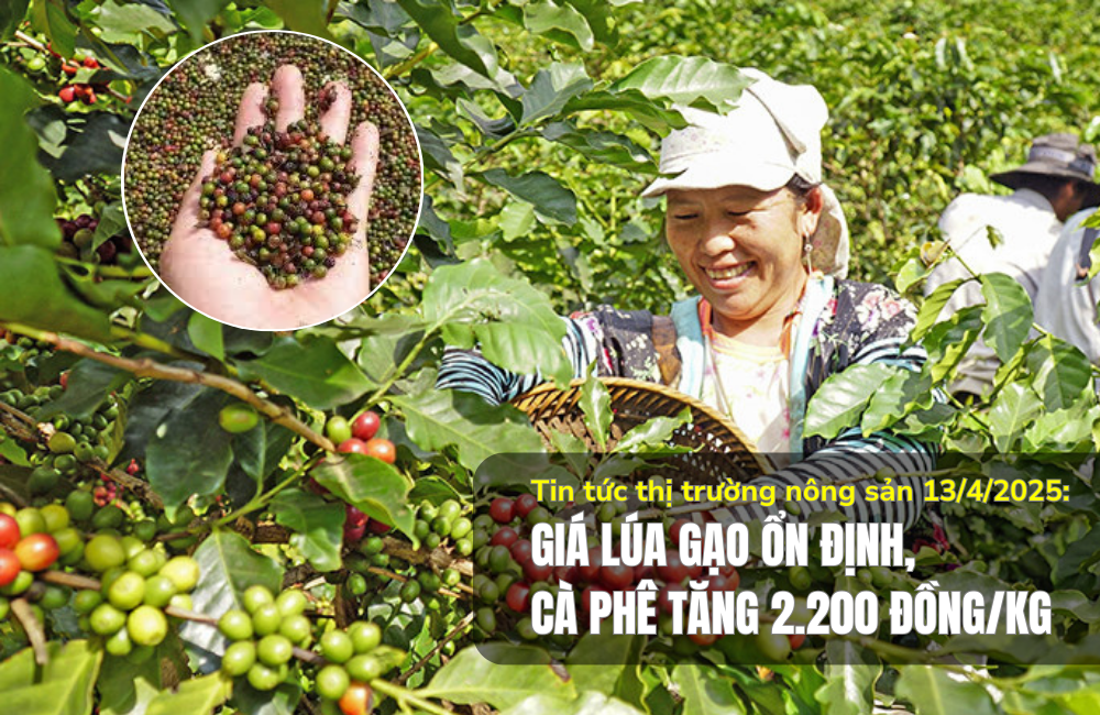 Tin tức thị trường nông sản 13/4/2025: Giá lúa gạo ổn định, cà phê tăng 2.200 đồng/kg
