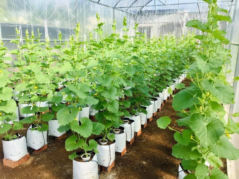 Trồng dưa lưới công nghệ cao – “thắng” ngay vụ đầu tiên