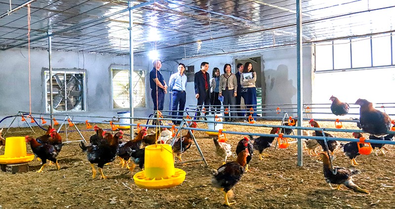 Thử nghiệm nuôi gà ri lai và gà mía theo tiêu chuẩn VietGAHP ở Quảng Bình