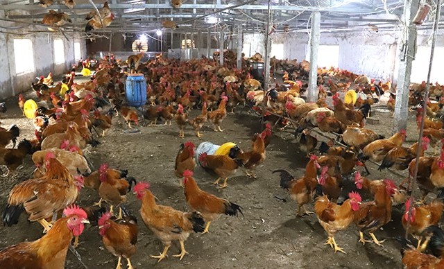 Thử nghiệm nuôi gà ri lai và gà mía theo tiêu chuẩn VietGAHP ở Quảng Bình
