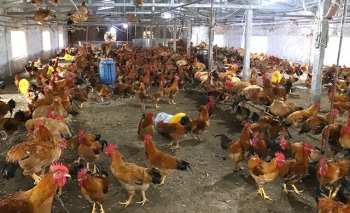 Thử nghiệm nuôi gà ri lai và gà mía theo tiêu chuẩn VietGAHP ở Quảng Bình
