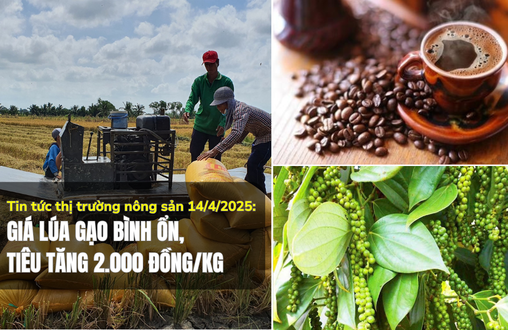 Tin tức thị trường nông sản 14/4/2025: Giá lúa gạo bình ổn, tiêu tăng 2.000 đồng/kg