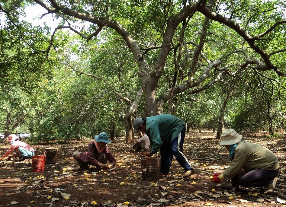 Nông sản Bình Phước: "Lột xác" ngoạn mục, chinh phục thị trường toàn cầu