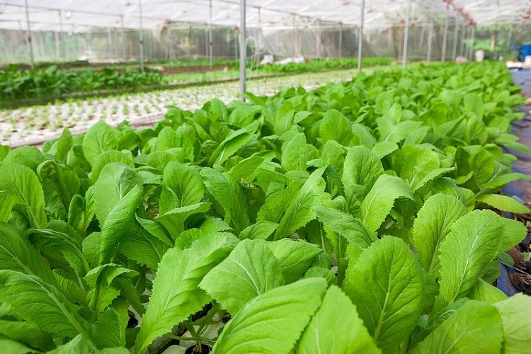 Duy trì tiêu chuẩn hữu cơ: Hành trình không ngừng nghỉ