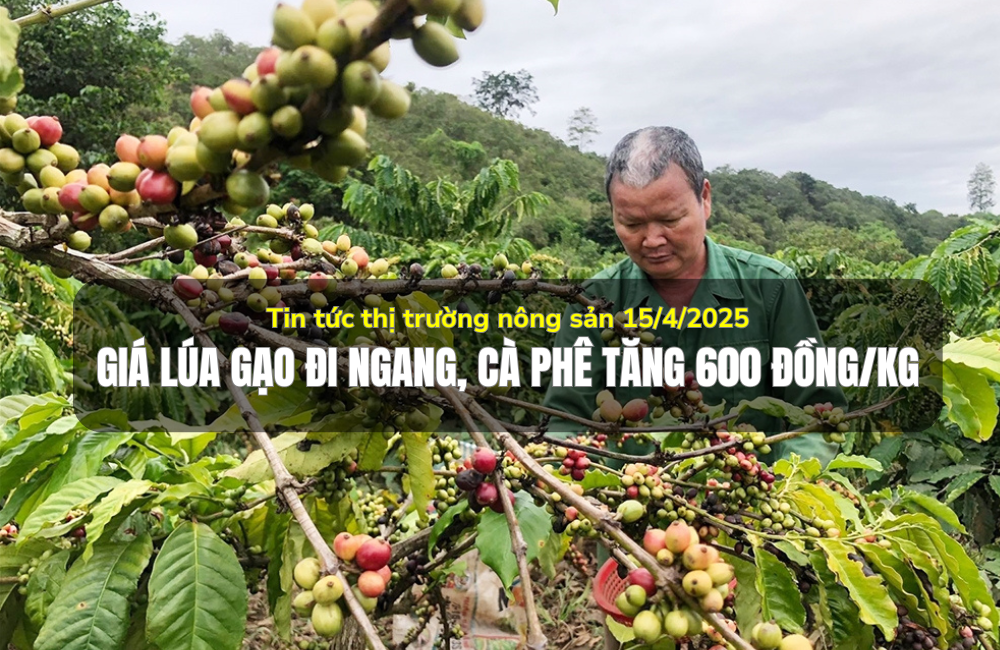 Tin tức thị trường nông sản 15/4/2025: Giá lúa gạo đi ngang, cà phê tăng 600 đồng/kg