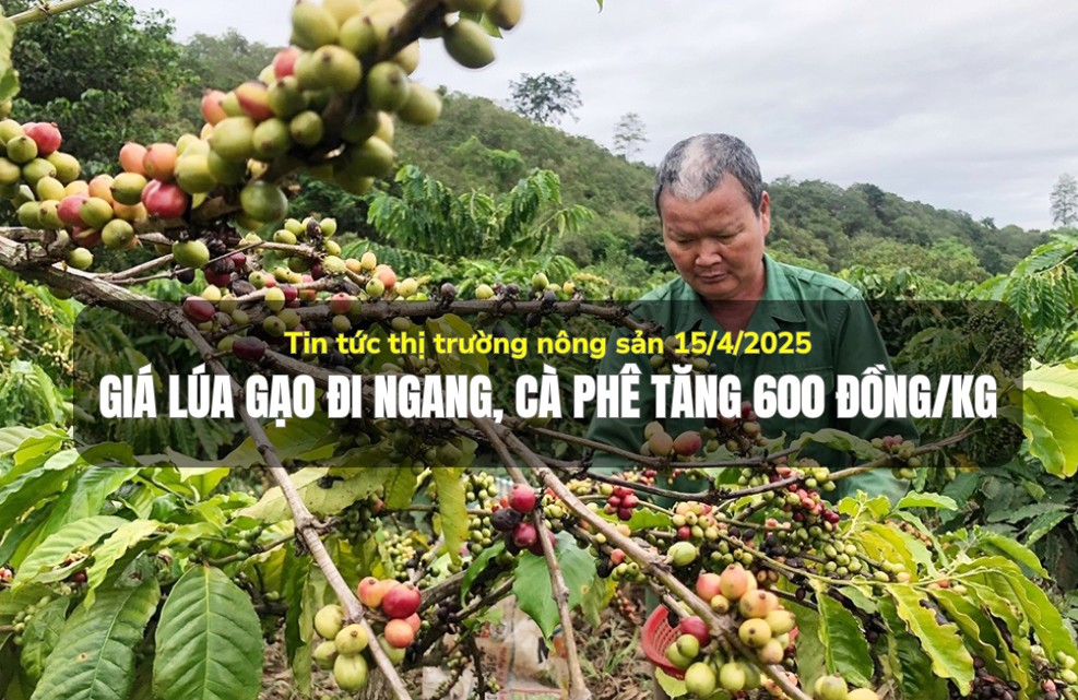 Tin tức thị trường nông sản 15/4/2025: Giá lúa gạo đi ngang, cà phê tăng 600 đồng/kg