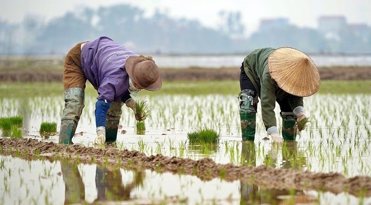 Diện tích ruộng bỏ hoang không cấy tại Hải Dương giảm 45,1ha