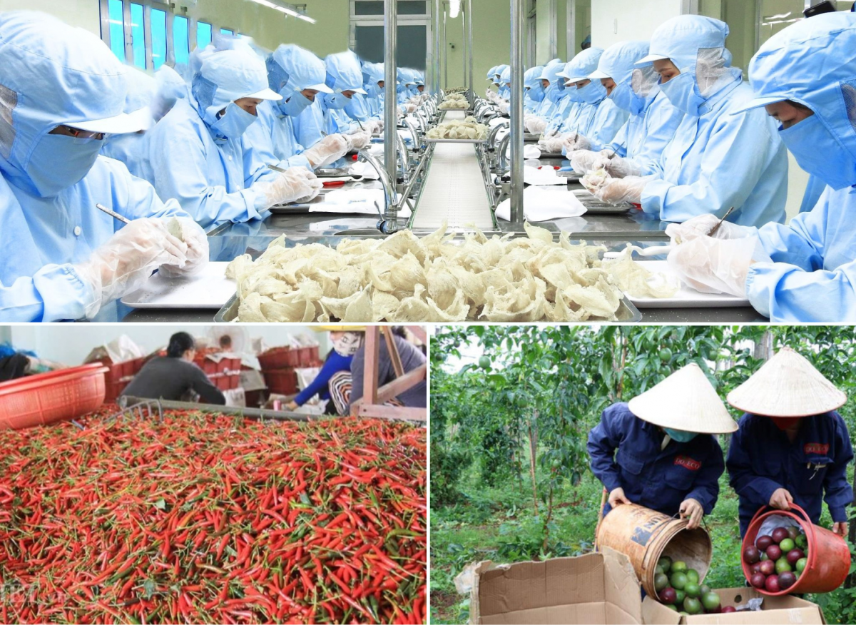 Việt Nam ký nghị định thư và thỏa thuận về lĩnh vực nông nghiệp môi trường với Trung Quốc