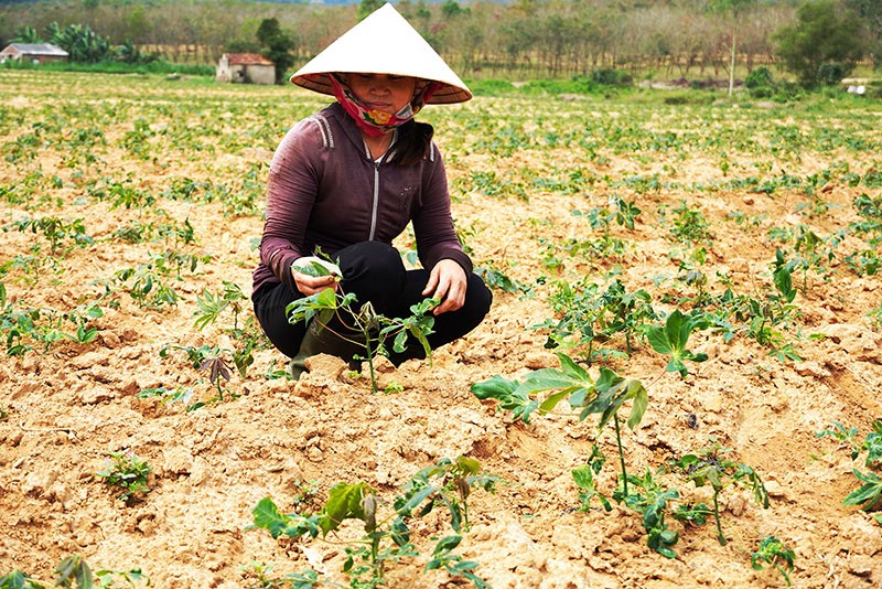 Quảng Bình hơn 1.300 ha sắn bị nhiễm bệnh khảm lá sắn