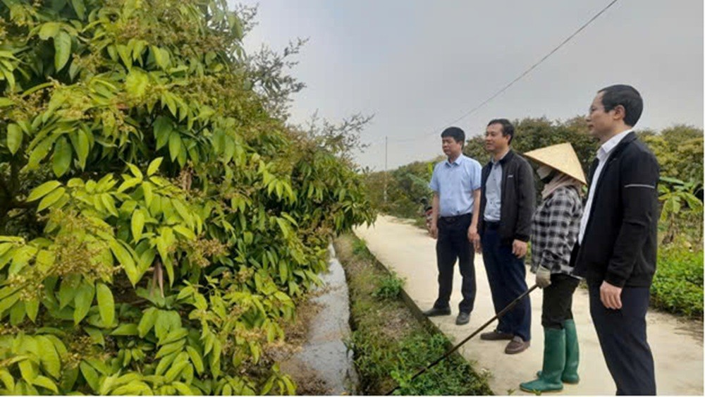 Hải Dương kết nối doanh nghiệp với đơn vị sản xuất nhằm thúc đẩy tiêu thụ vải thiều