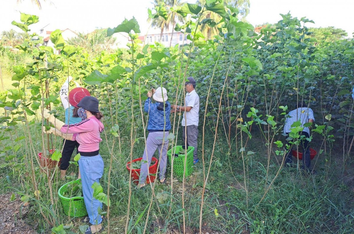 Phú Yên: Khôi phục phát triển Làng nghề trồng dâu nuôi tằm xã Hòa Phong