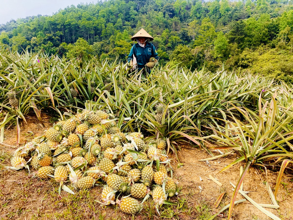 Cao Bằng: Quỹ hỗ trợ nông dân các cấp thực hiện 316 dự án, tổng nguồn vốn hơn 50 tỷ đồng
