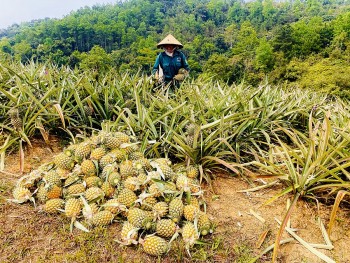 Cao Bằng: Quỹ hỗ trợ nông dân các cấp thực hiện 316 dự án, tổng nguồn vốn hơn 50 tỷ đồng