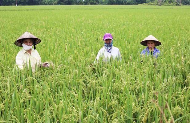 Thái Bình tổ chức lớp tập huấn kỹ thuật trồng, chăm sóc cây trồng bản địa