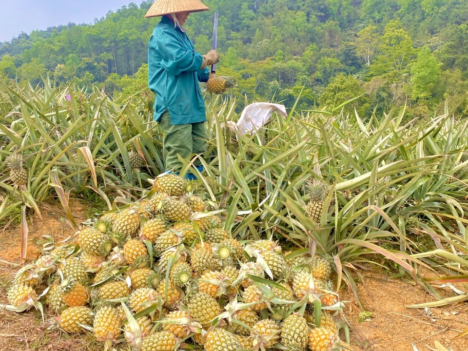 Hiệu quả việc trồng dứa trong phát triển kinh tế nông thôn, tạo nguồn lực giúp nông dân làm giàu