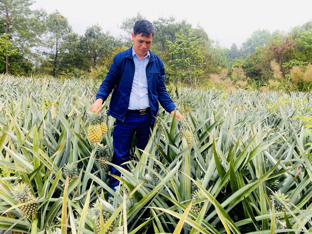 Hiệu quả việc trồng dứa trong phát triển kinh tế nông thôn, tạo nguồn lực giúp nông dân làm giàu