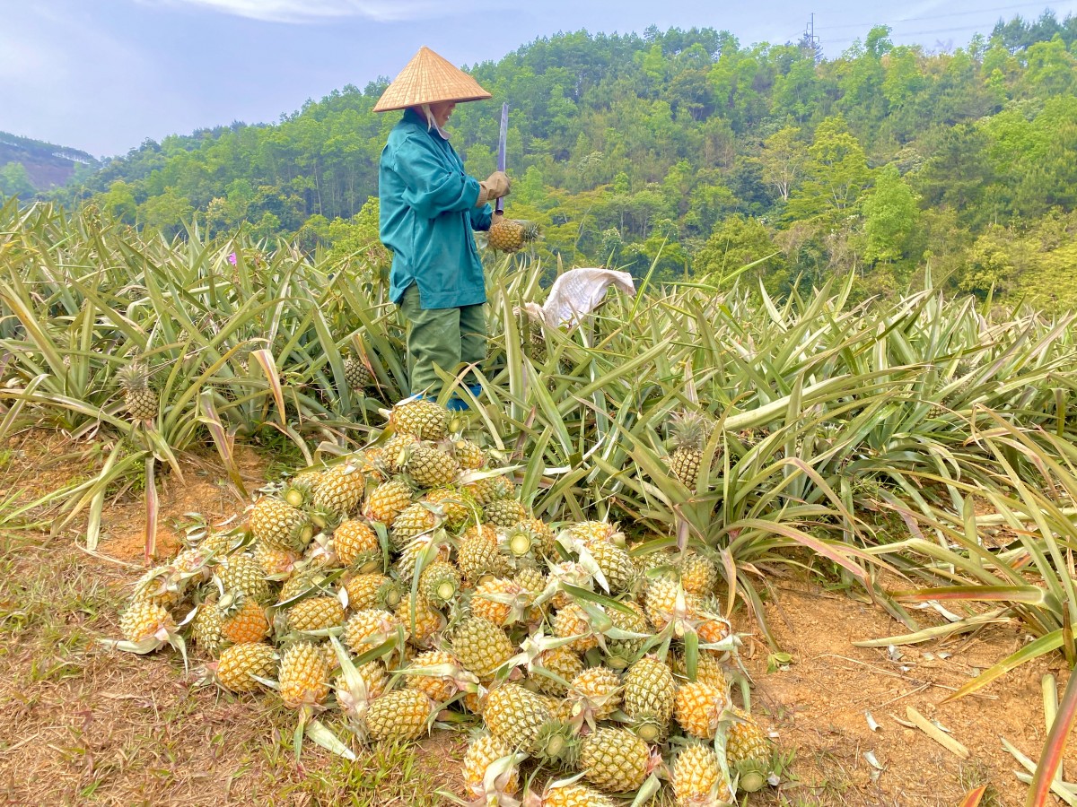 Hiệu quả việc trồng dứa trong phát triển kinh tế nông thôn, tạo nguồn lực giúp nông dân làm giàu