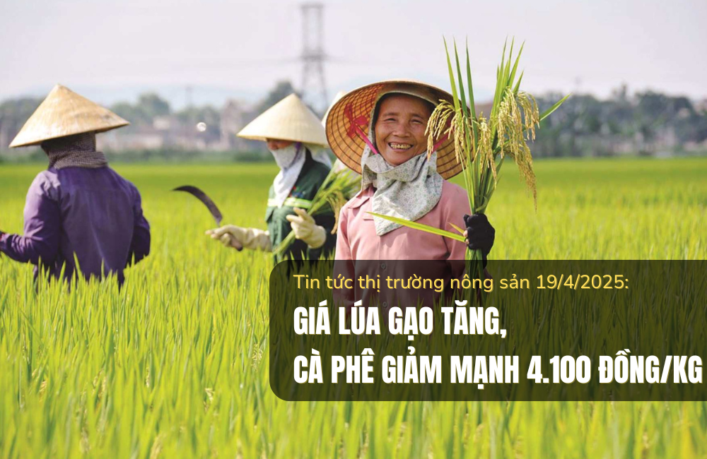 Tin tức thị trường nông sản 19/4/2025: Giá lúa gạo tăng, cà phê giảm mạnh 4.100 đồng/kg