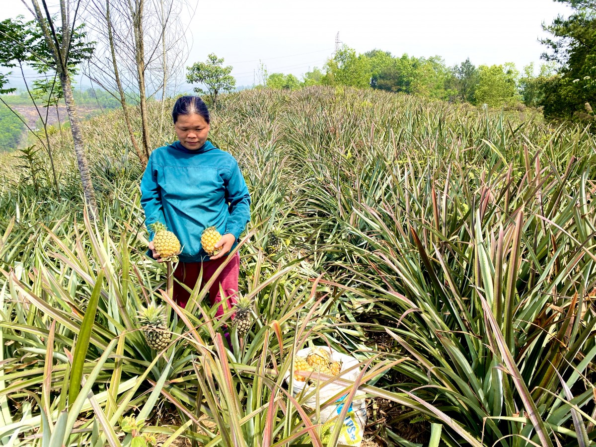 Hội Nông dân Hoà An điểm tựa của nông dân trong phát triển kinh tế nông nghiệp