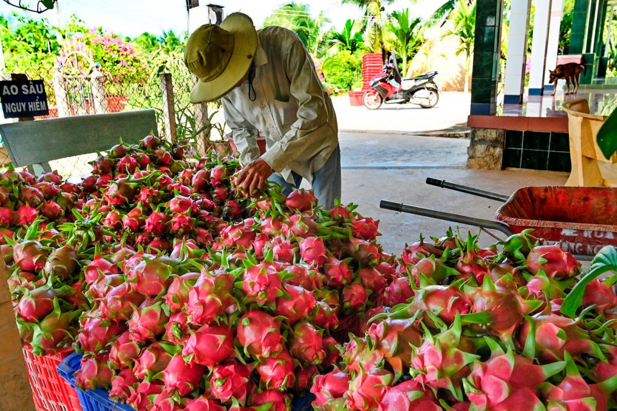 Nếu không siết chặt từ gốc, nguy cơ mất uy tín của cả ngành hàng nông sản là rất lớn