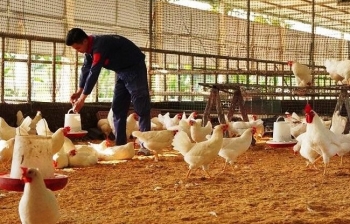 Khởi nghiệp thành công từ mảnh đất cằn