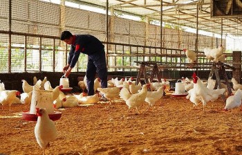 Khởi nghiệp thành công từ mảnh đất cằn
